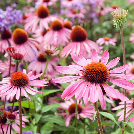 Rudbeckia pourpre Rubinstern - Echinacea