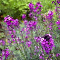 Plantes vivaces - Giroflée arbustive 'Bowles Mauve' - Erysimum linifolium Bowles Mauve