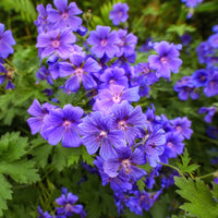 Géranium vivace ibérique - Bakker