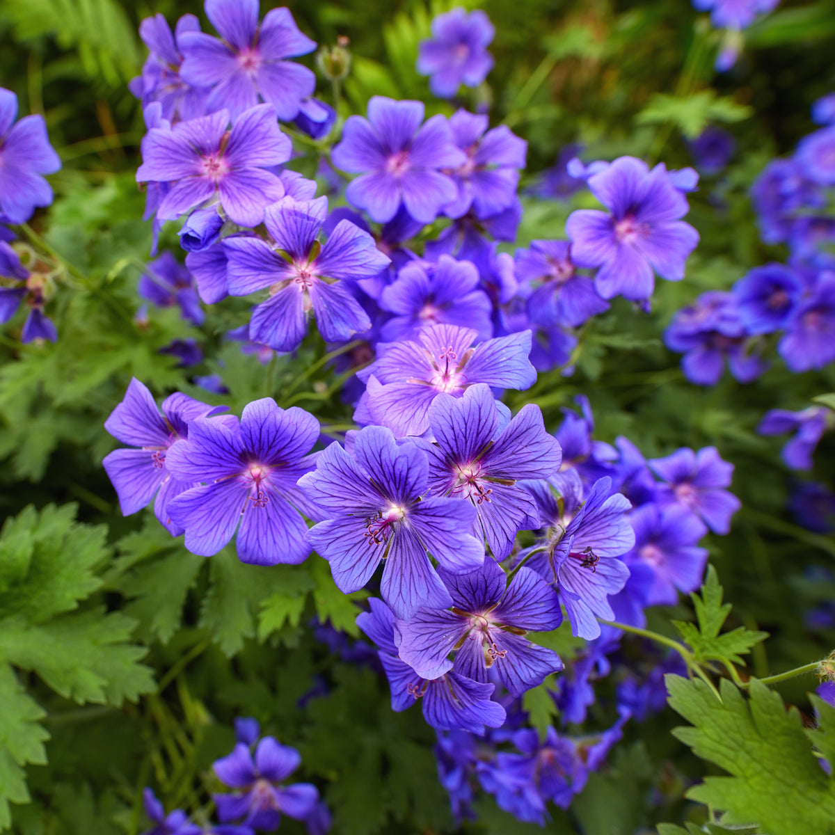 Géranium vivace ibérique - Bakker