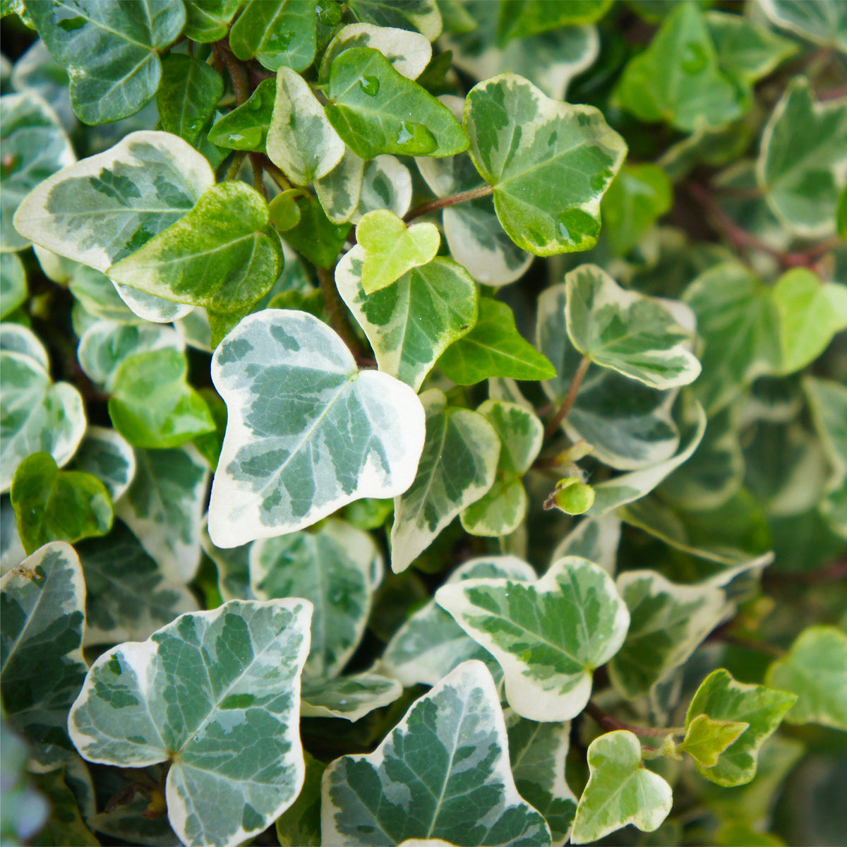 Lierre grimpant - Hedera - Lierre commun Glacier - Hedera helix Glacier