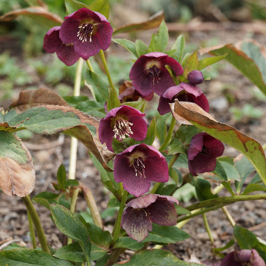 Hellébore d'Orient Red Hybrids