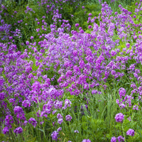 Plantes vivaces - Julienne des Dames - Hesperis matronalis