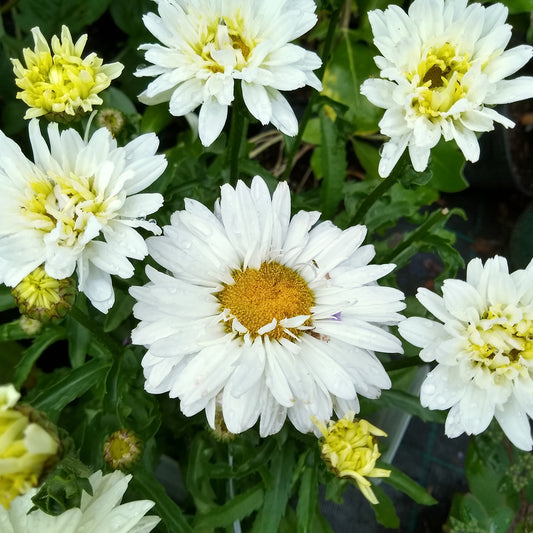 Marguerite d'été Victorian Secret ®