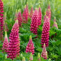 Lupin Gallery Red - Lupinus Gallery Red - Bakker