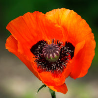 Pavot d'Orient Brilliant - Papaver orientale Brilliant - Bakker