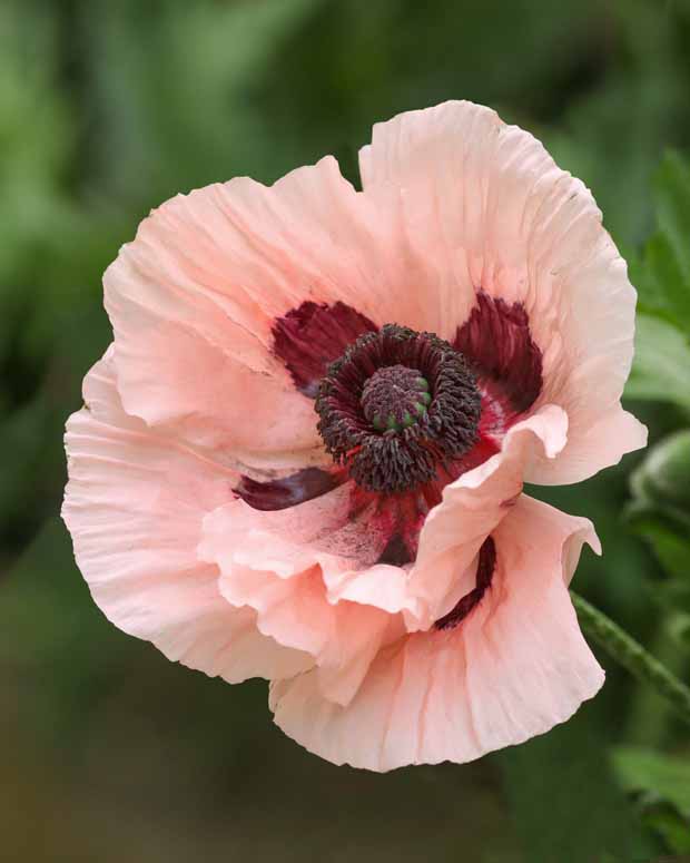 Pavot d'Orient Mrs Perry - Papaver orientale mrs perry - Plantes d'extérieur