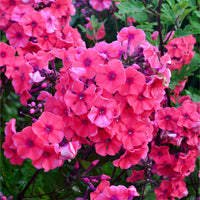 Phlox paniculata Starfire - Phlox paniculé Starfire - Phlox