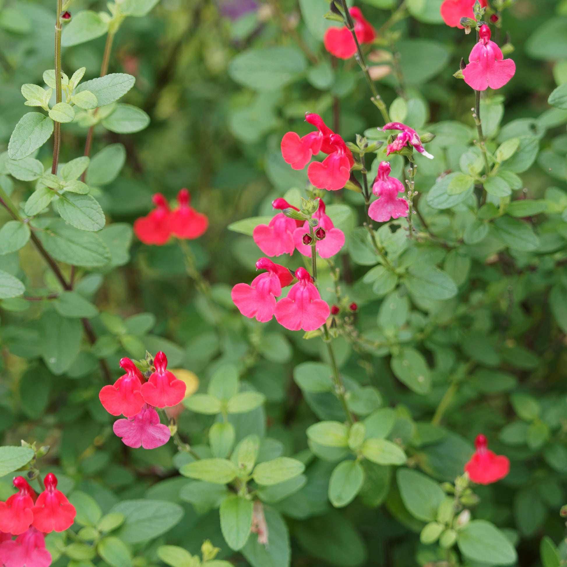 Sauge arbustive Grahamii - Salvia microphylla (grahamii) - Plantes vivaces