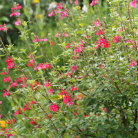 Sauge arbustive Grahamii - Salvia microphylla (grahamii) - Bakker