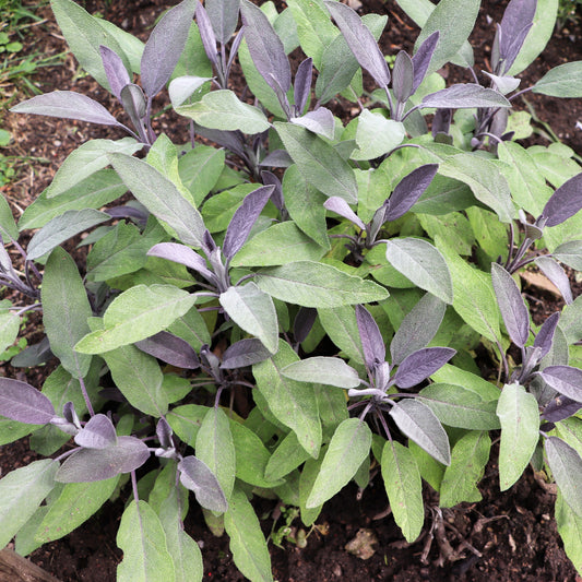 Sauge officinale Purpurascens - Salvia officinalis purpurascens - Bakker