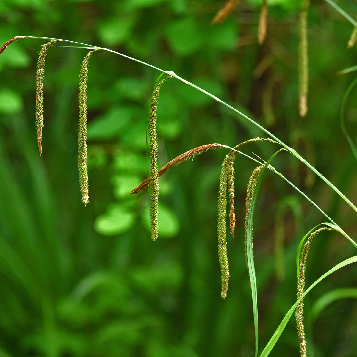Carex pendula - Laîche pendante - Carex - Carex