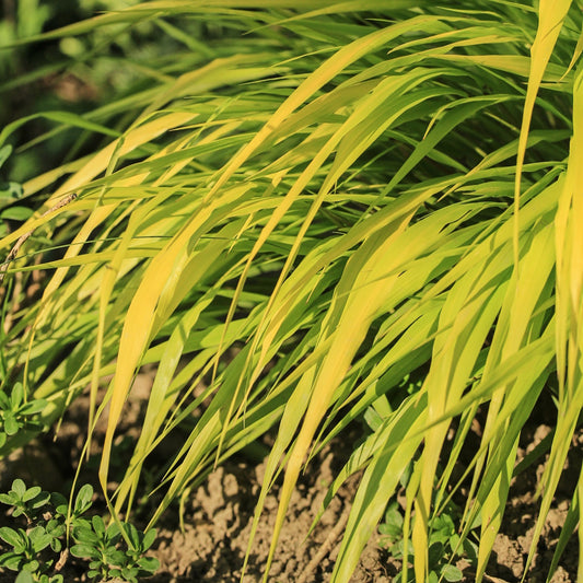 Herbe du Japon All Gold - Bakker