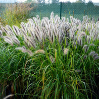 Vente 5 Vivaces pour massif champêtre - Stipa gigantea, Pennisetum alopecuroides,Rudbeckia fulgida,Achillea millefolium,Persicaria amplexicaulis 