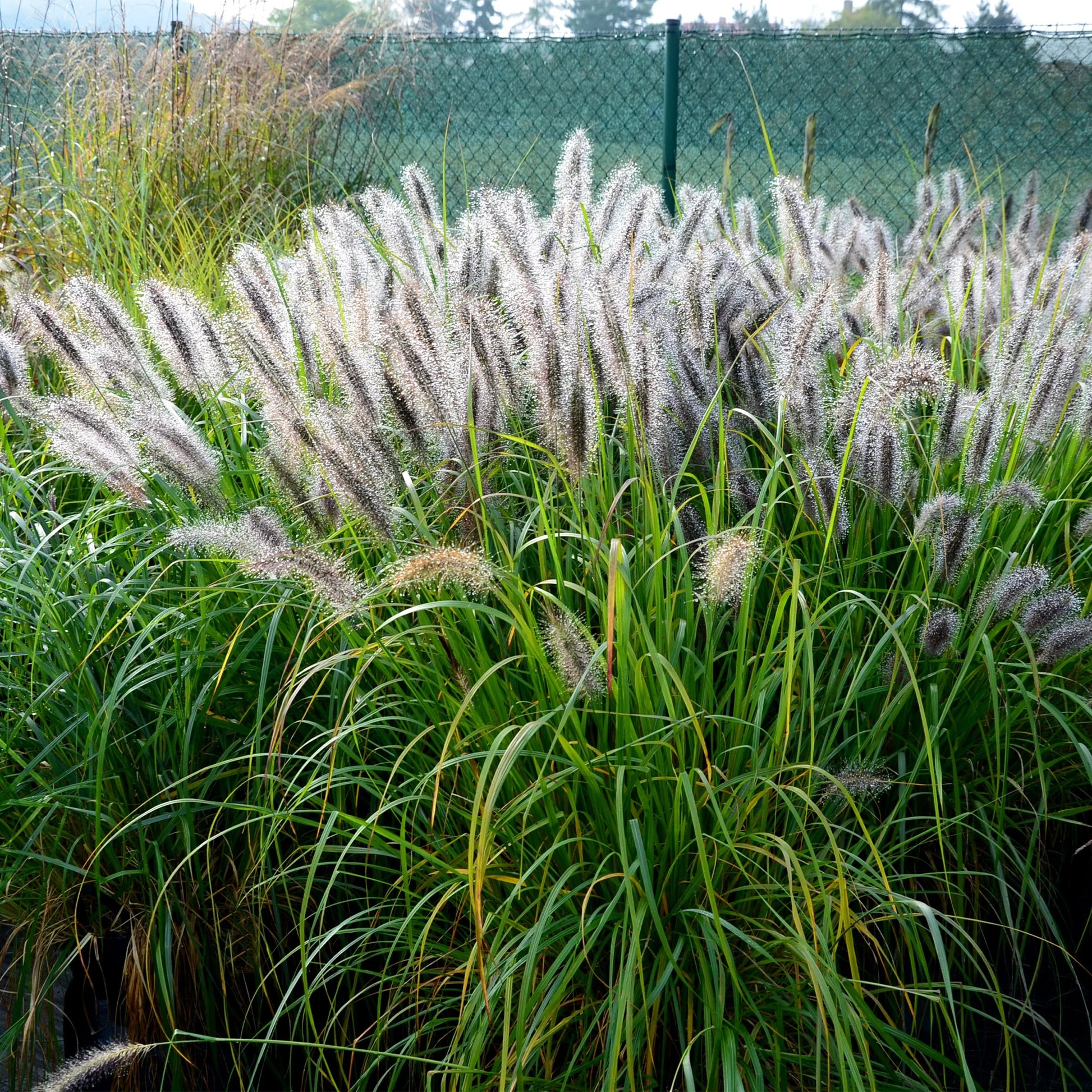 Vente 5 Vivaces pour massif champêtre - Stipa gigantea, Pennisetum alopecuroides,Rudbeckia fulgida,Achillea millefolium,Persicaria amplexicaulis 