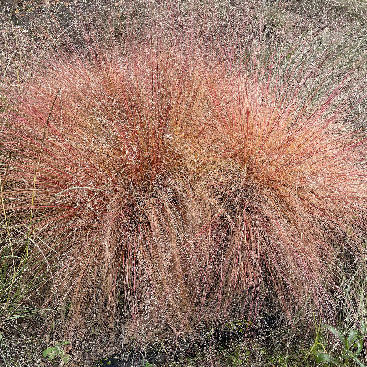 Sporobolus heterolepis - Sporobole à glumes inégales - Graminées