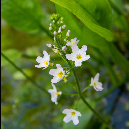 Bakker - Plantain d'eau - Alisma plantago-aquatica