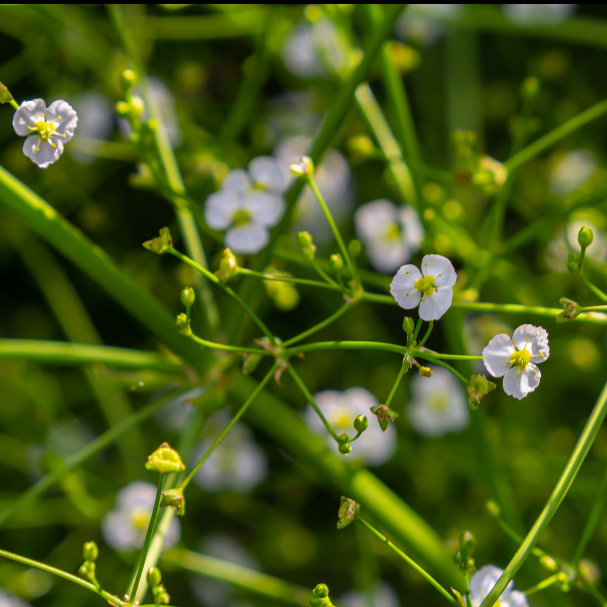 Plantain d'eau - Alisma plantago-aquatica - Bakker
