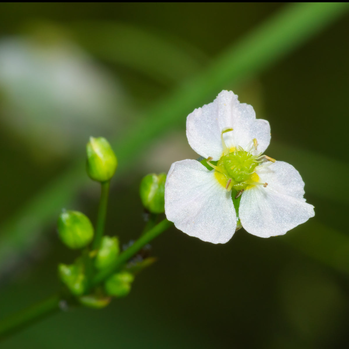 Racines nues - Plantain d'eau - Alisma plantago-aquatica