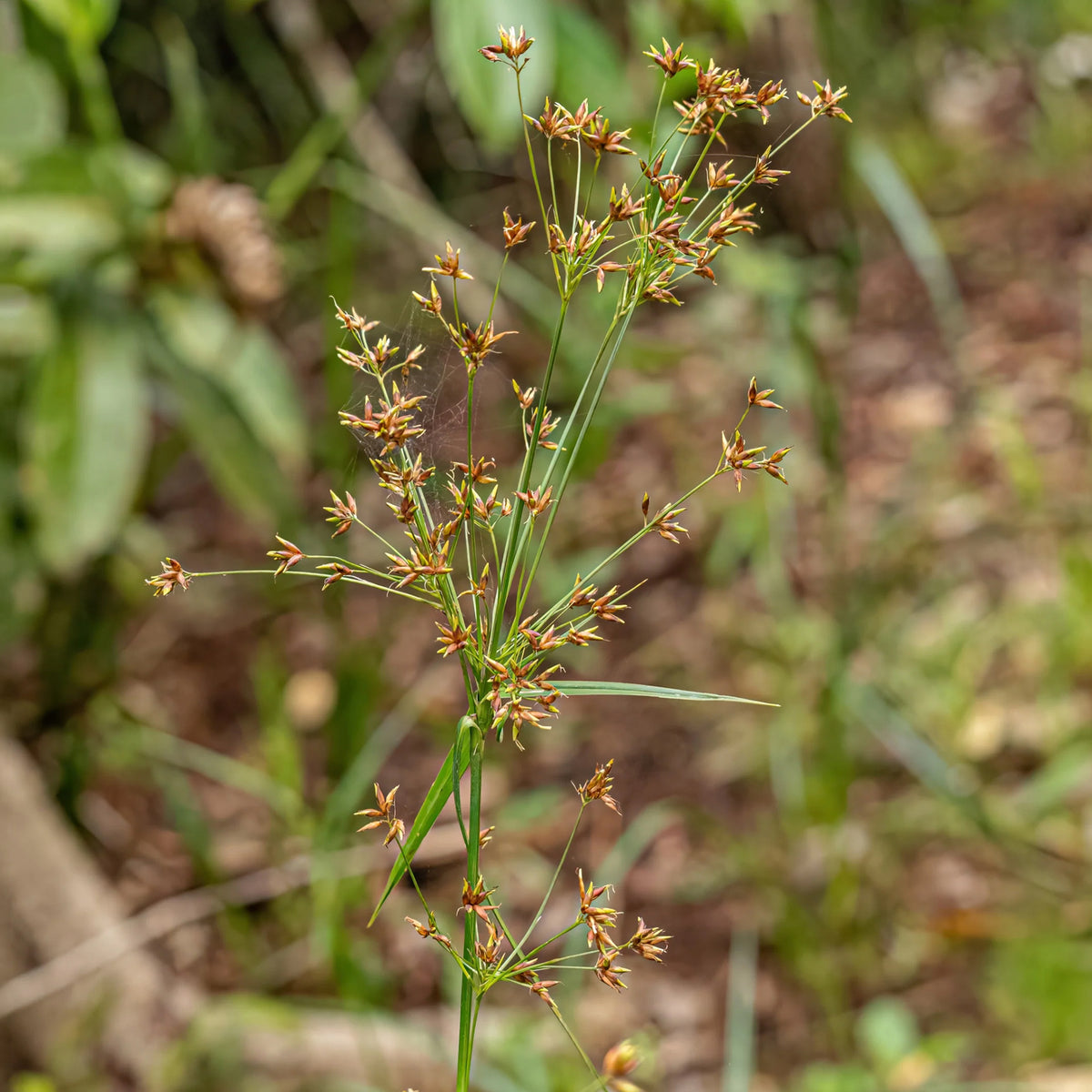 Souchet odorant - Cyperus longus - Bakker