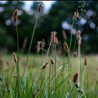Eleocharis palustris - Eleocharis des marais - Plantes de berge