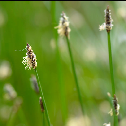 Eleocharis des marais - Bakker