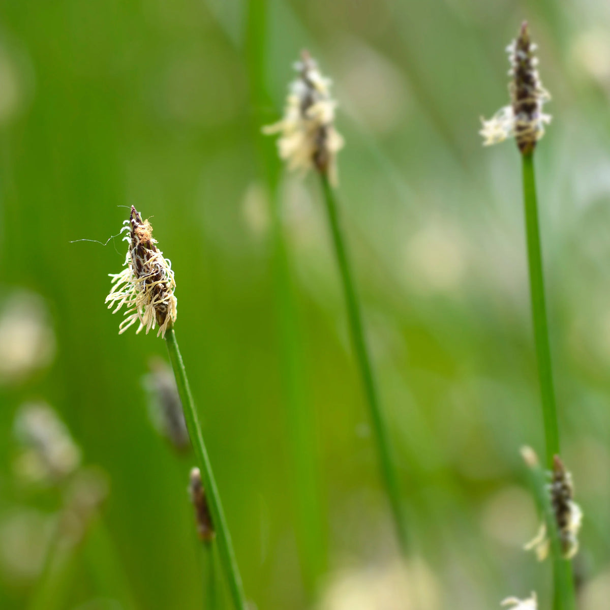 Eleocharis des marais - Eleocharis palustris - Bakker