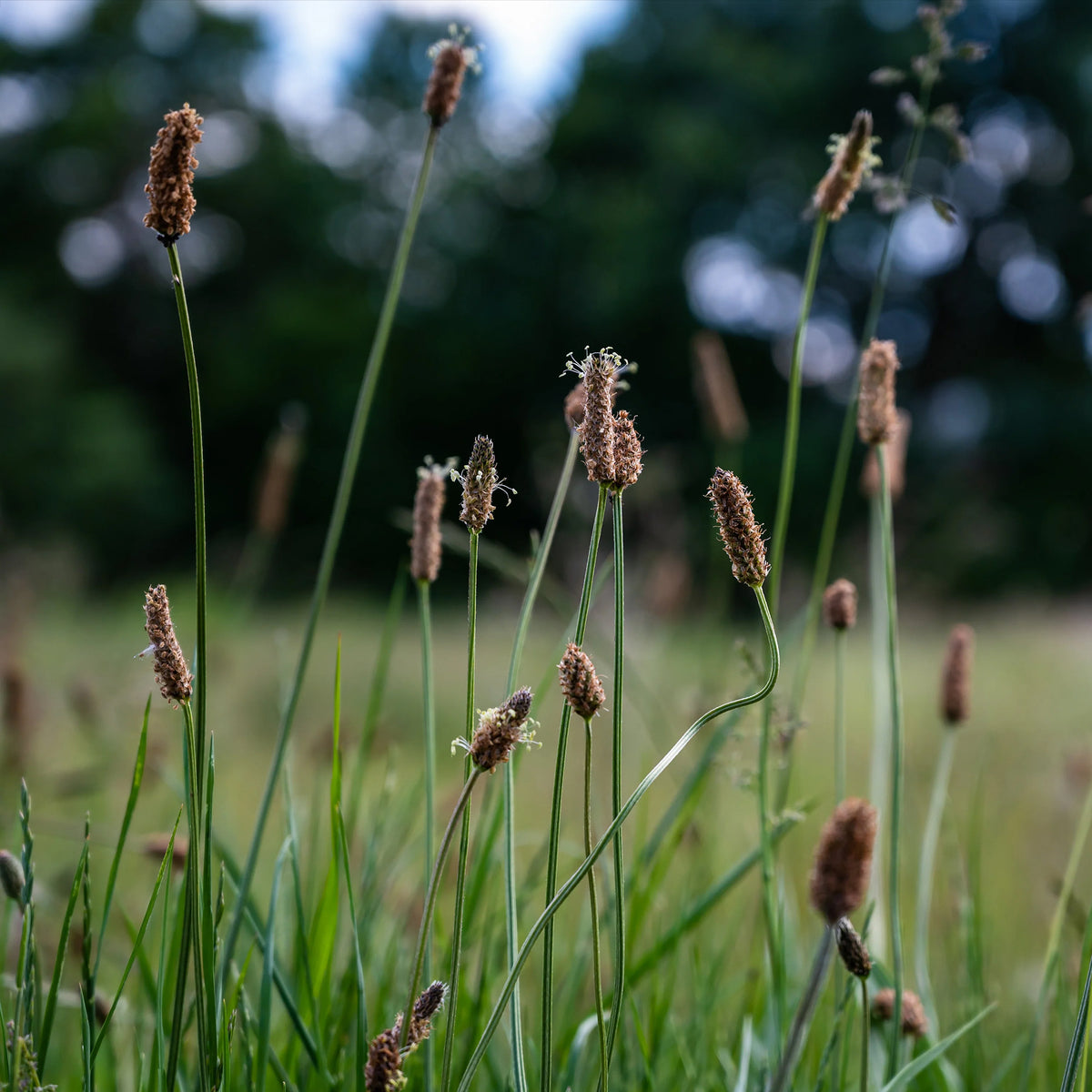 Eleocharis palustris - Eleocharis des marais - Plantes de berge