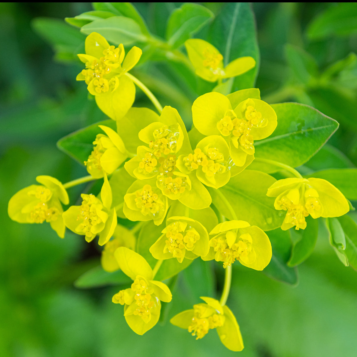 Euphorbe des marais - Euphorbia palustris - Bakker