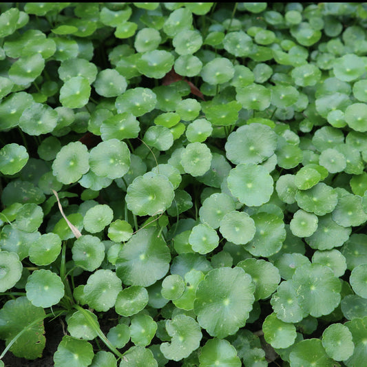 Ecuelle d'eau Herbe aux patagons - Hydrocotyle vulgaris - Plantes d'extérieur