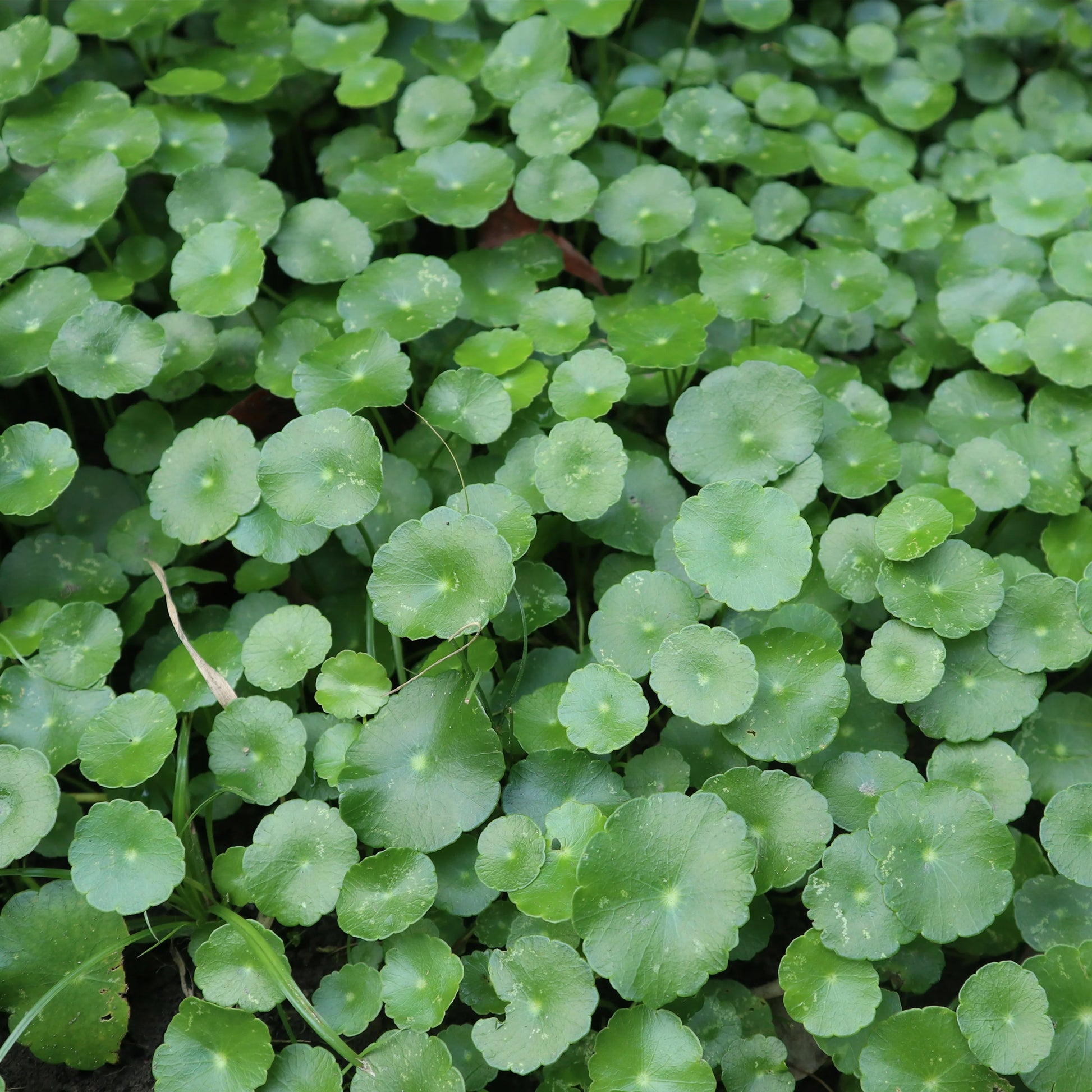 Ecuelle d'eau Herbe aux patagons - Hydrocotyle vulgaris - Bakker
