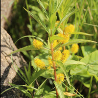 Lysimaque à fleurs en thyrse