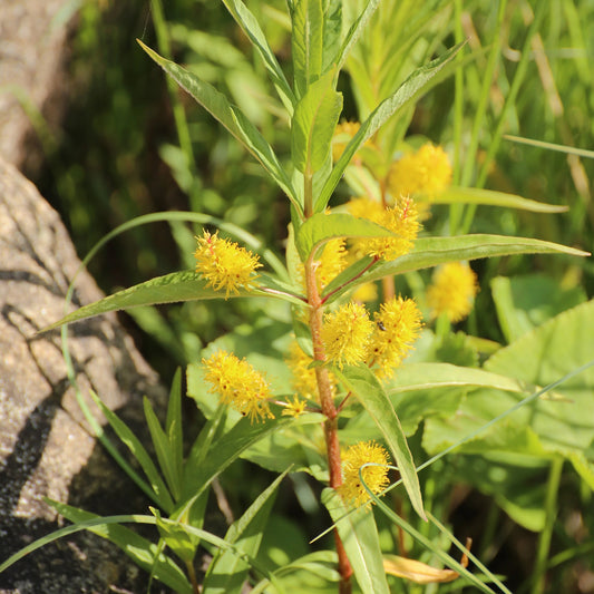 Lysimaque à fleurs en thyrse - Bakker