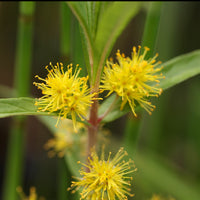 Lysimaque à fleurs en thyrse - Lysimachia thyrsiflora - Bakker
