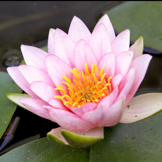 Nénuphar Fabiola - Bakker