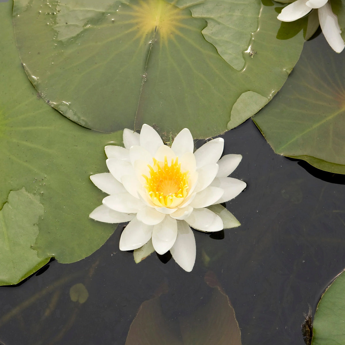 Nénuphar nain Nymphéa à quatre côtés - Bakker