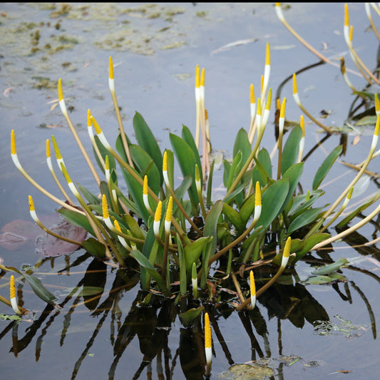 Plante bougie - Bakker