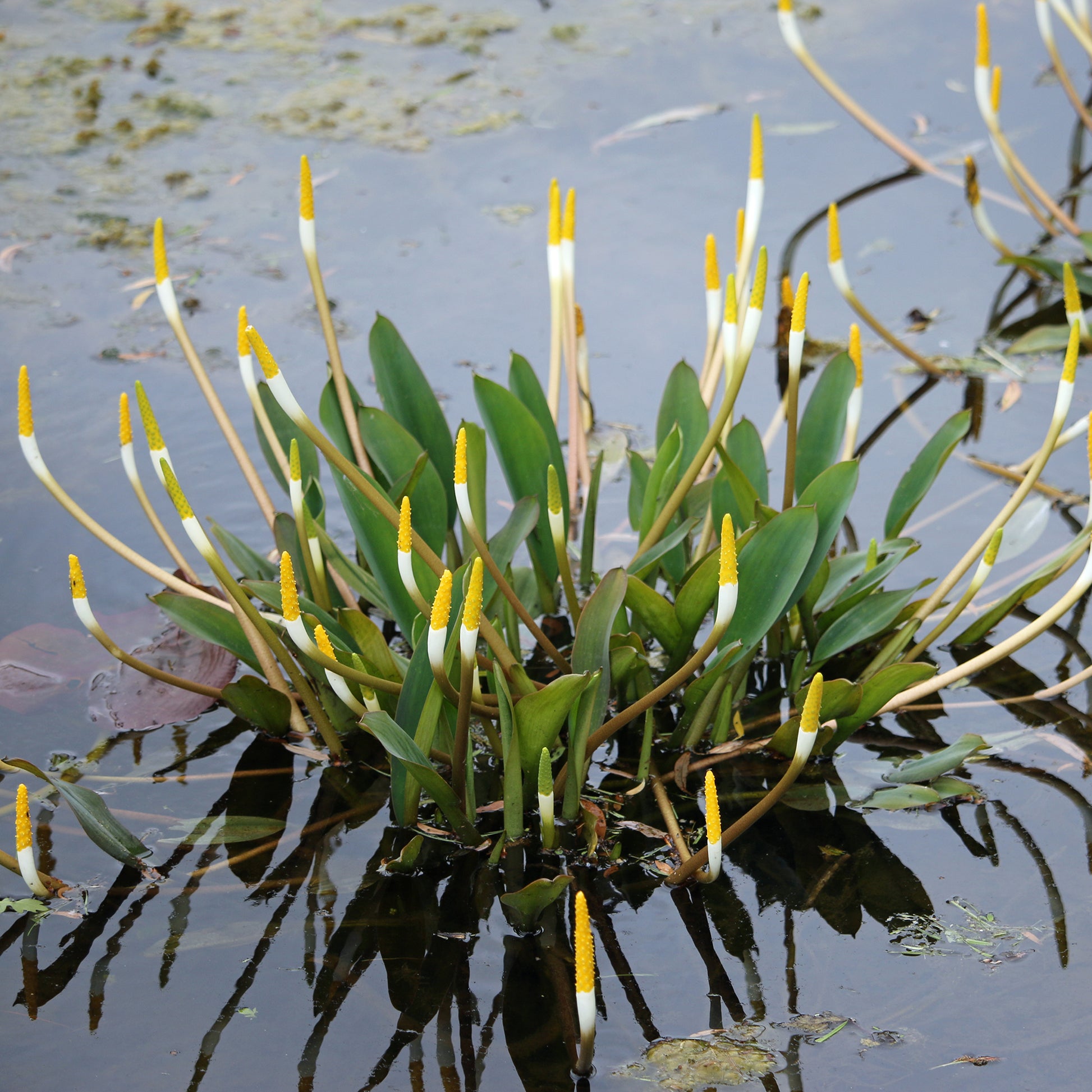 Plante bougie - Bakker