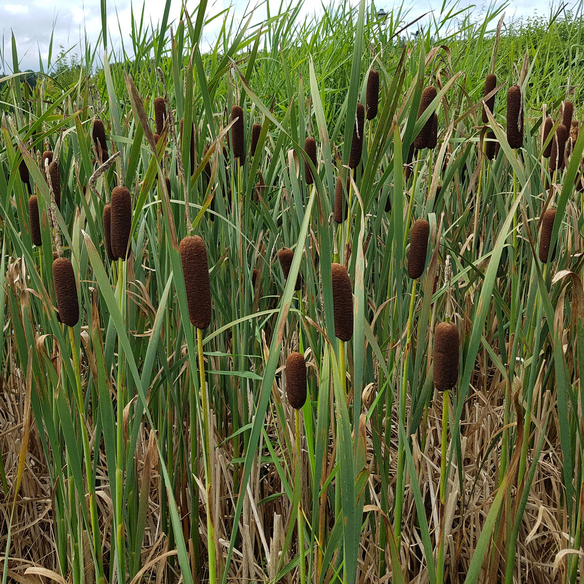 Massette de Laxmann - Typha laxmannii - Bakker