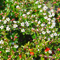 Vente Cotonéaster de Dammer - Cotoneaster Dammeri