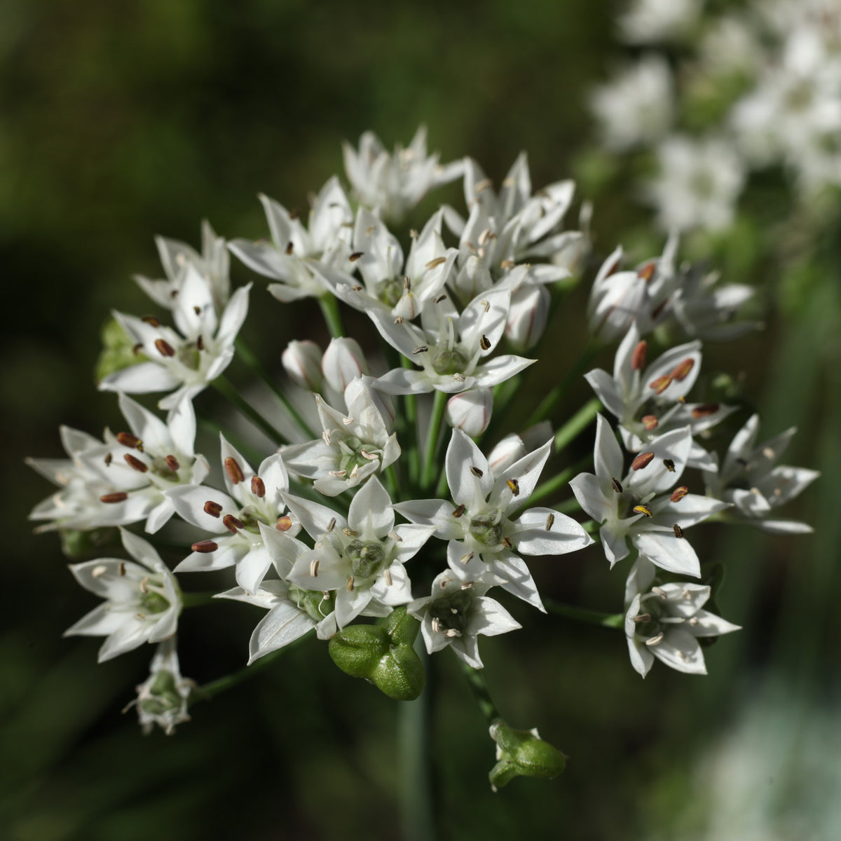 Herbes Aromatiques - Ciboule de Chine - Allium tuberosum