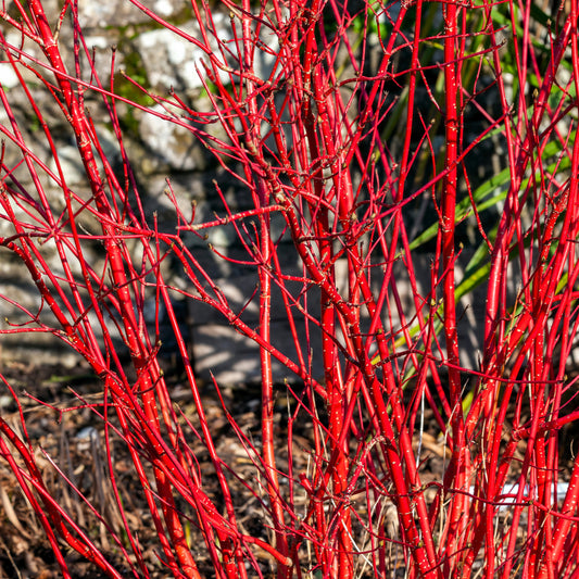 Cornouiller à bois rouge Sibirica - Bakker