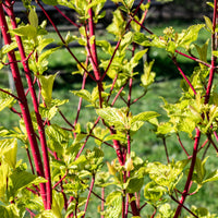 Cornouiller à bois rouge Sibirica - Cornus alba Sibirica - Arbustes