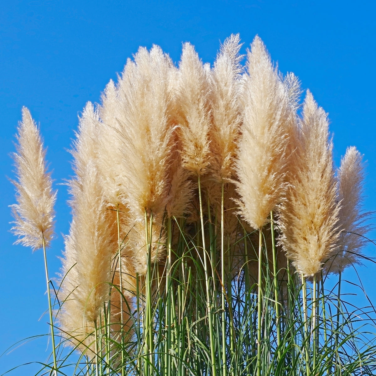 Herbe de la pampa 'Pumila' - Cortaderia selloana pumila - Bakker