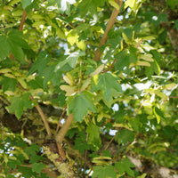 Haie d'érables champêtre - Acer campestre - Bakker