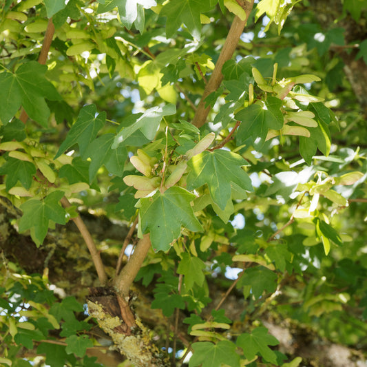 Haie d'érables champêtre - Bakker