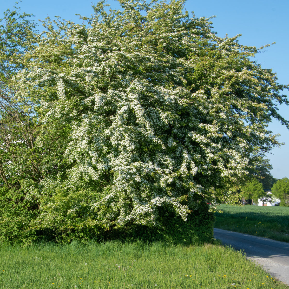Aubépine - Bakker