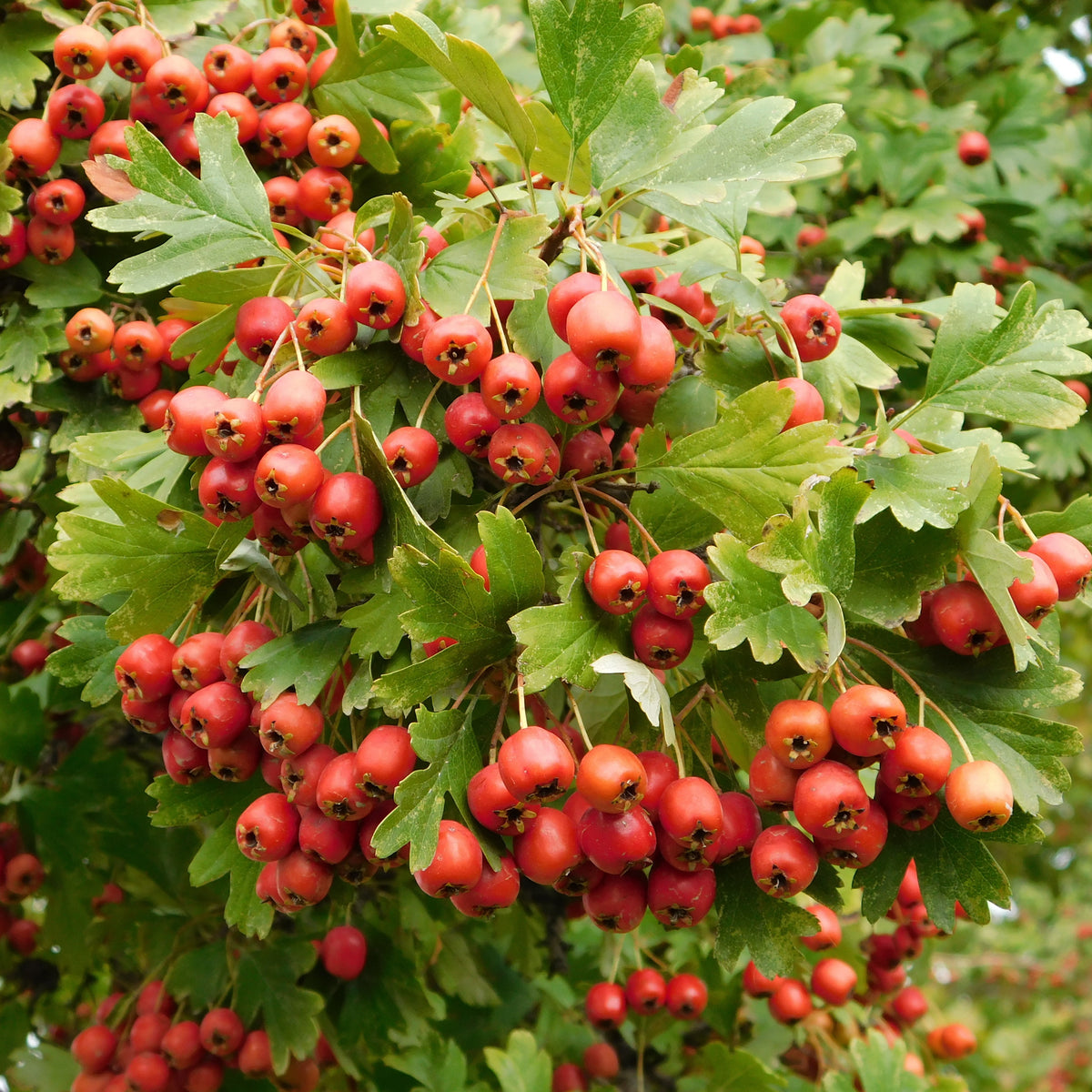 Crataegus monogyna - Aubépine - Arbustes fleuris