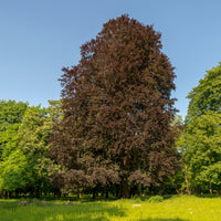 Fagus sylvatica Purpurea (Atropunicea) - Hêtre pourpre - Arbres