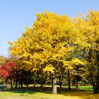 Arbustes fleuris - Arbre aux 40 écus - Ginkgo biloba - Ginkgo biloba